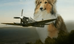 Voyager en Avion avec un Chien : Guide Complet pour un Voyage Réussi