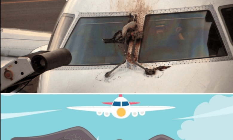 Bon à Savoir : Le Bird Strike, un Risque Fréquent en Aviation