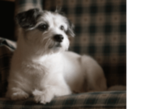 Quelle Compagnie Aérienne Accepte les Gros Chiens en Cabine en 2025 ? Le Guide Actualisé