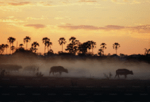 Vol pas cher Afrique : quand partir ?