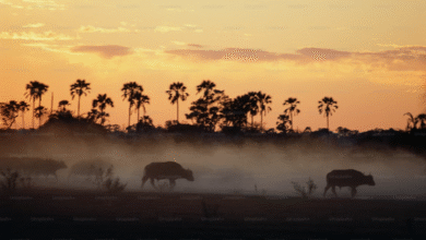 Vol pas cher Afrique : quand partir ?